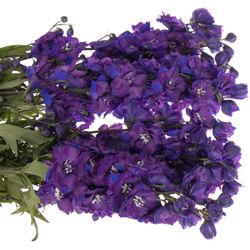 Delphinium blau Christel 80cm