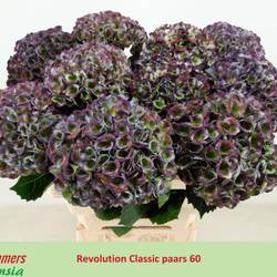 Hortensie violett/grün Revolution cl Bol 14cm 60cm