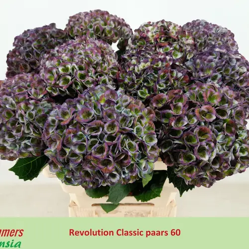 Hortensie lila/grün Revolution cl Bol 14cm 60cm