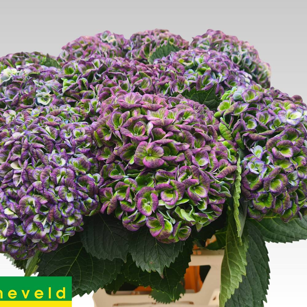 Hortensie lila/grün Revolution classic Bol 18cm 65cm