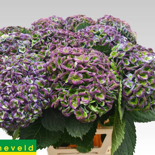 Hortensie lila/grün Revolution classic Bol 18cm 65cm