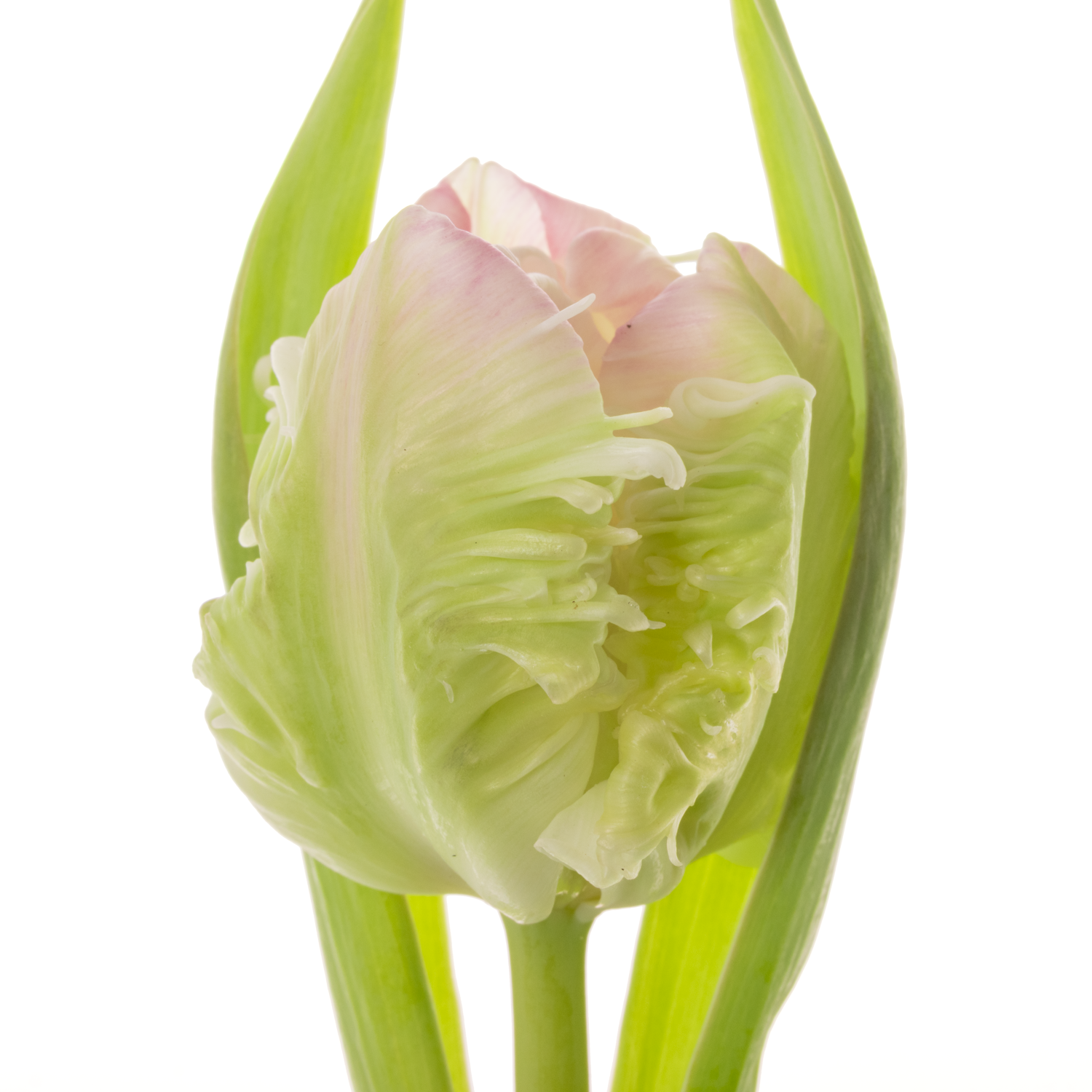 Tulpe rosa/weiss proud Parrot 28 Gramm