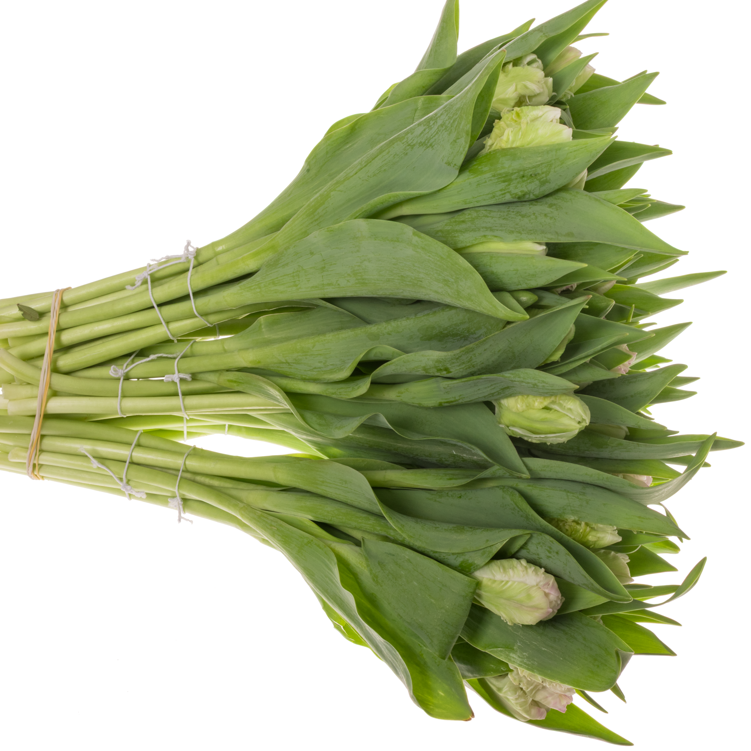 Tulpe rosa/weiss proud Parrot 28 Gramm