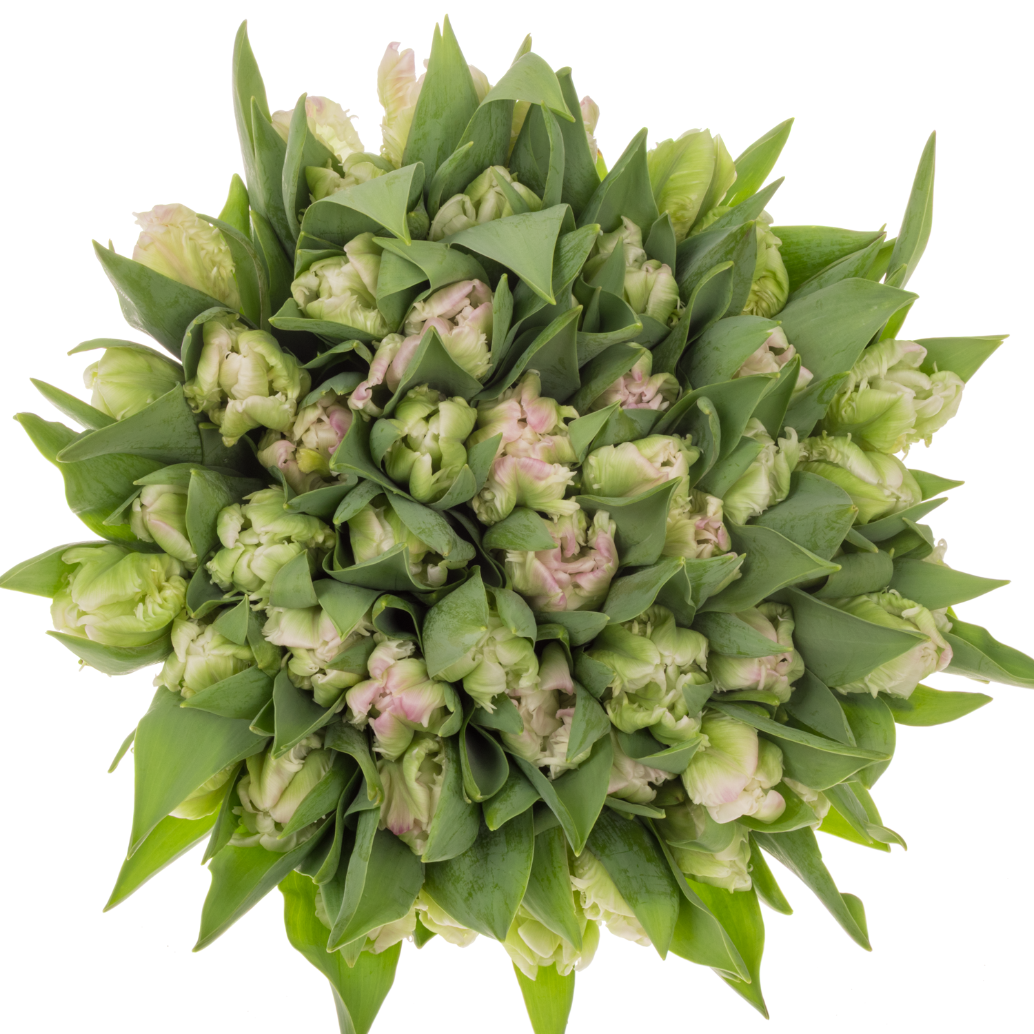 Tulpe rosa/weiss proud Parrot 28 Gramm