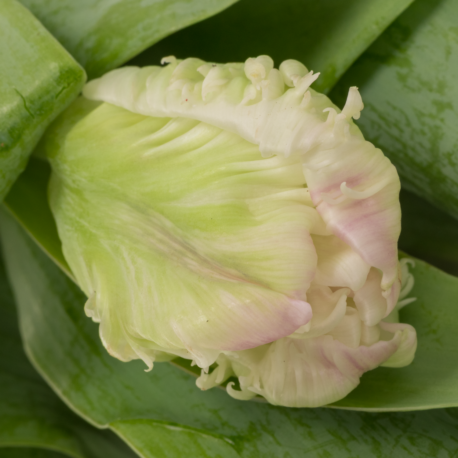 Tulpe rosa/weiss proud Parrot 28 Gramm