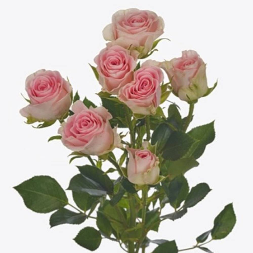 Rose verzweigt creme/rosa Good Mood 5+Blüte 40cm