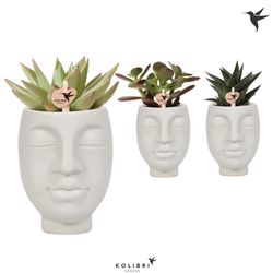 Succ. mix Im Face to Face grey T06 H15