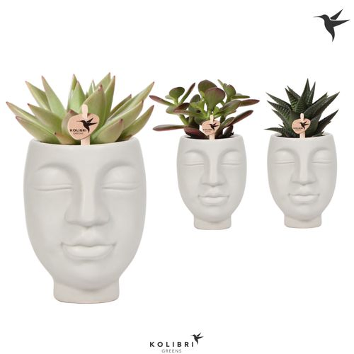 Succ. mix Im Face to Face grey T06 H15
