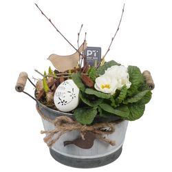 Zwiebel.Arr mix PTBM1436 T18 H32