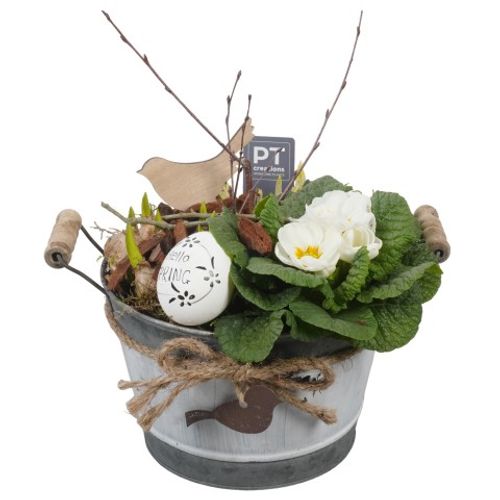 Zwiebel.Arr mix PTBM1436 T18 H32