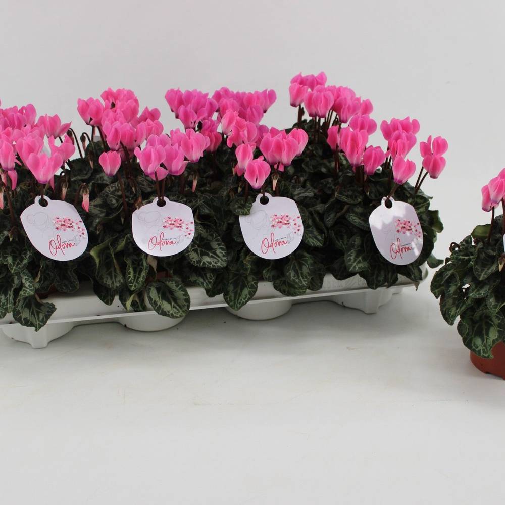 Cycl.rosa Odora T10,5 H025