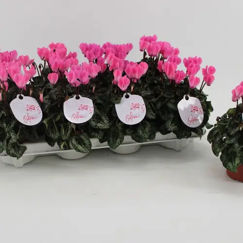 Cycl.rosa Odora T10,5 H025