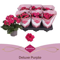 Kalanchoe Gef. rosa Deluxe T10,5 H022