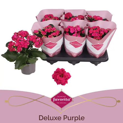 Kalanchoe Gef. rosa Deluxe T10,5 H022