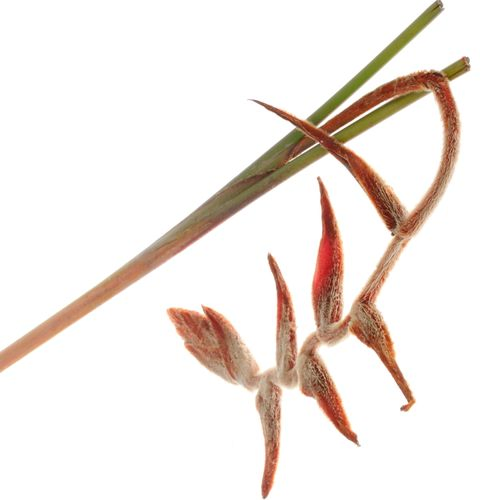 Heliconia Gross braun She Kong 130cm