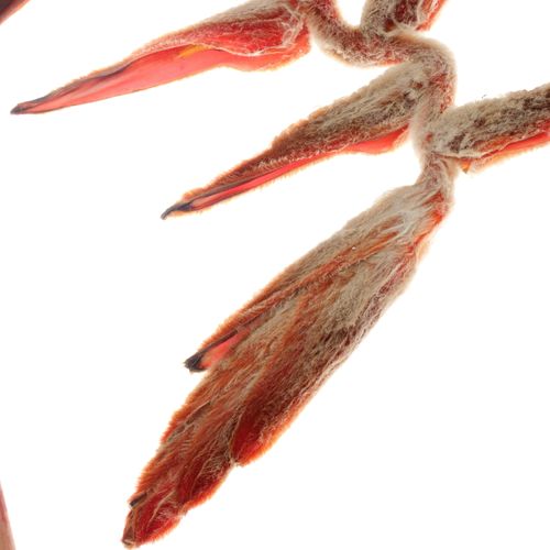 Heliconia Gross braun She Kong 130cm