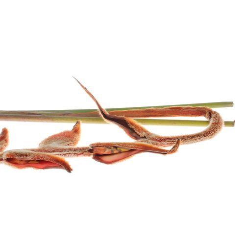 Heliconia Gross braun She Kong 130cm