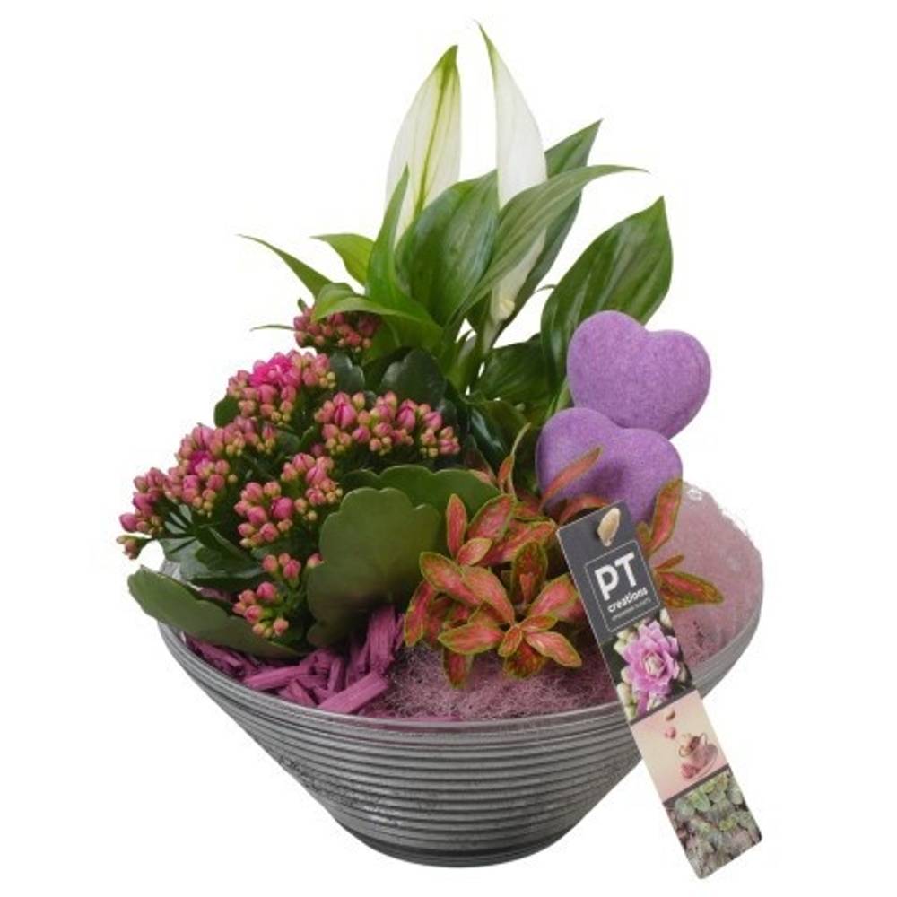 Spath.Arr PTVMG4970 T19 H024