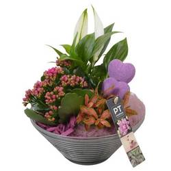 Spath.Arr PTVMG4970 T19 H024