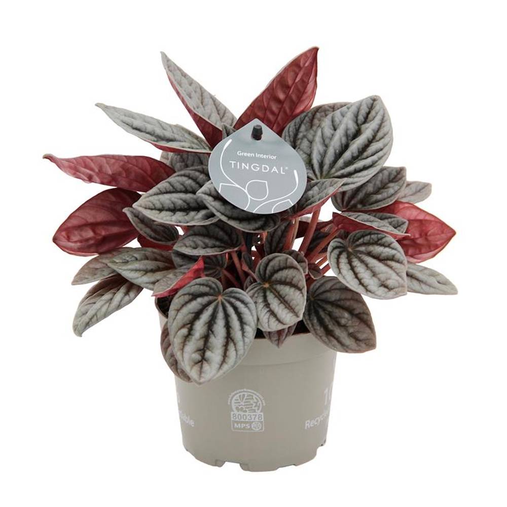Peperomia Caperata Caracas T12 H025
