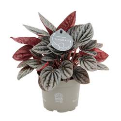 Peperomia Caperata Caracas T12 H025
