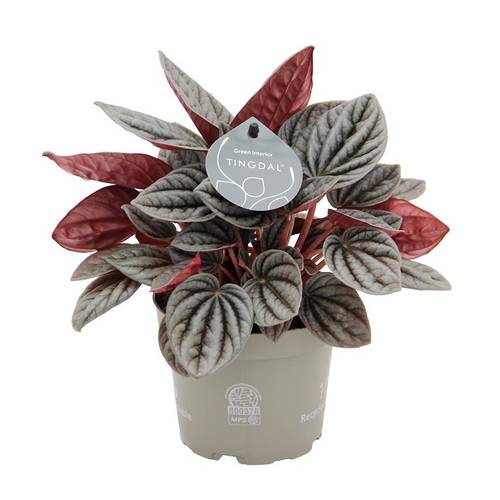 Peperomia Caperata Caracas T12 H025