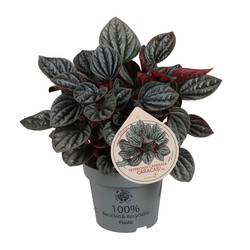 Peperomia Caperata Caracas T12 H025
