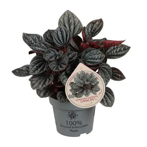 Peperomia Caperata Caracas T12 H025