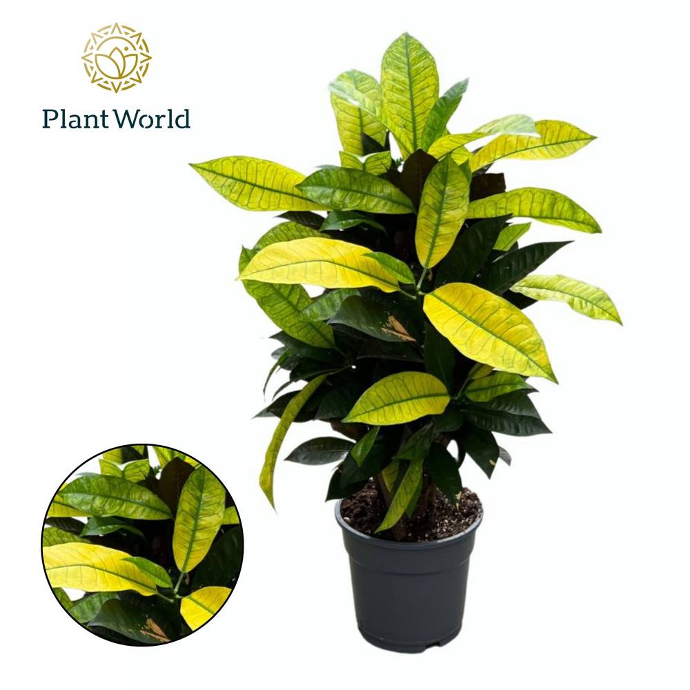 Codiaeum Croton Mrs. Iceton T17 H065