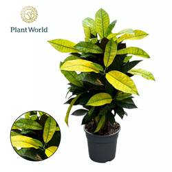 Codiaeum Croton Mrs. Iceton T17 H065