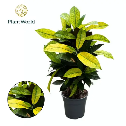 Codiaeum Croton Mrs. Iceton T17 H065