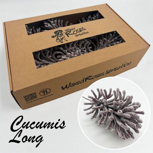 Seiden Wachs Cucumis bordeaux lang