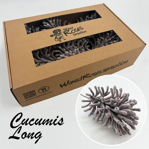 Seiden Wachs Cucumis bordeaux lang