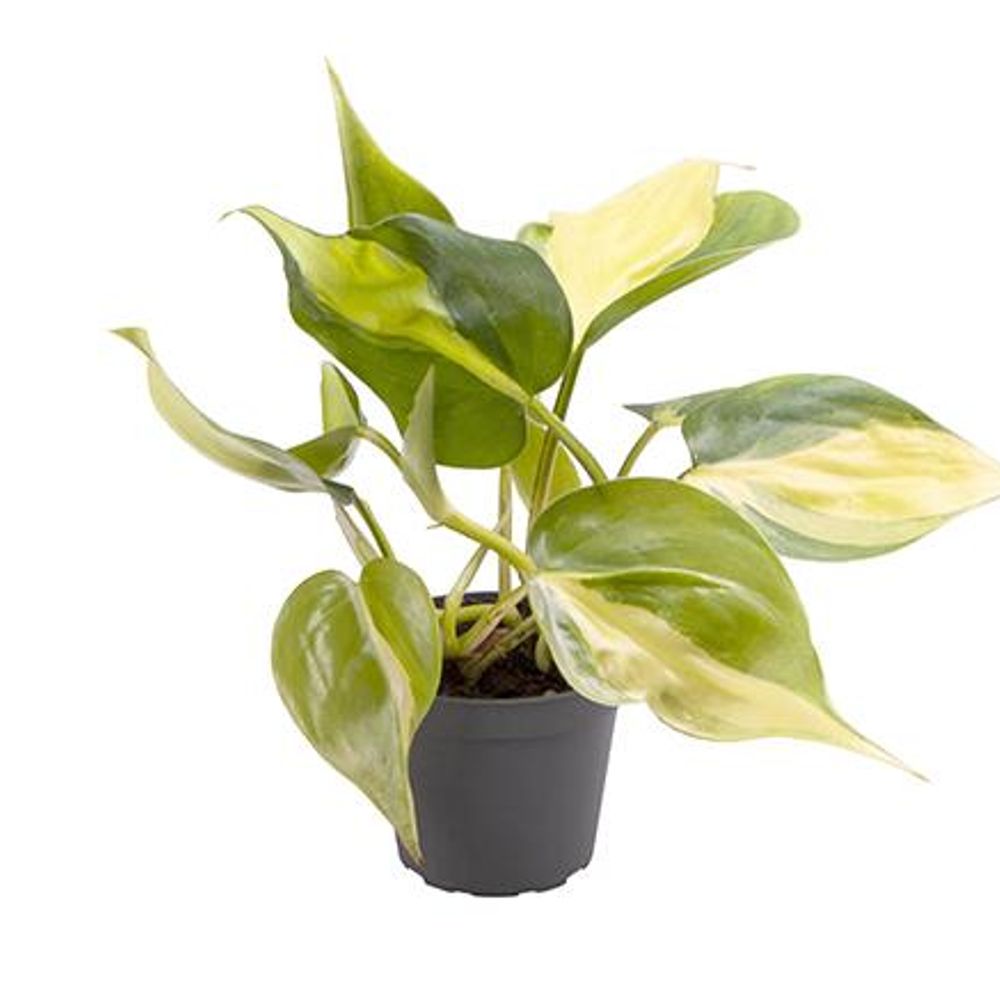 Philodendron Hybrid Brazil T6 H15