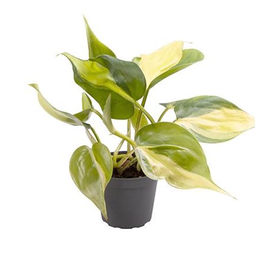 Philodendron Hybrid Brazil T6 H15