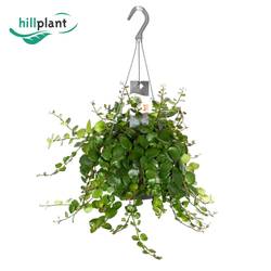 Aeschynanthus Pink Polka Ampel T17