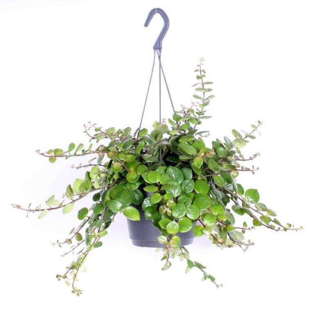 Aeschynanthus Pink Polka Ampel T17