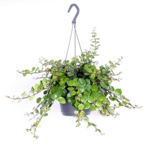 Aeschynanthus Pink Polka Ampel T17