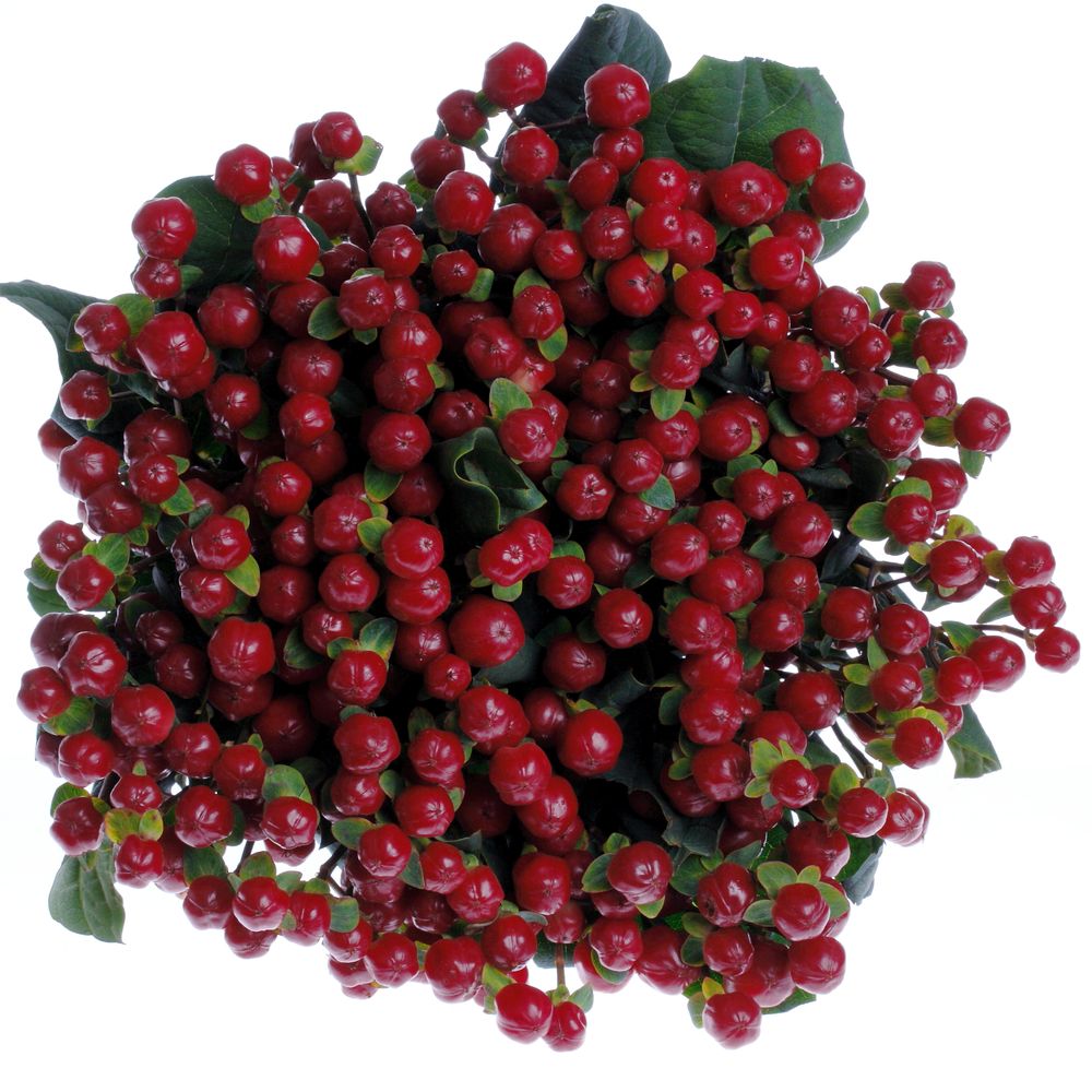 Hypericum rot Red Light Extra 60cm