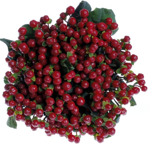 Hypericum rot Red Light Extra 60cm