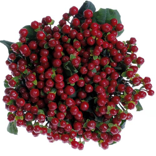 Hypericum rot Red Light Extra 60cm