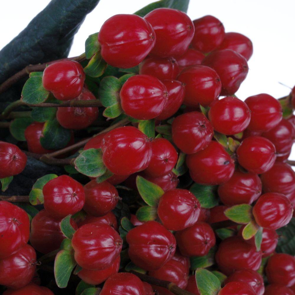 Hypericum rot Red Light Extra 60cm
