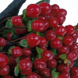 Hypericum rot Red Light Extra 60cm
