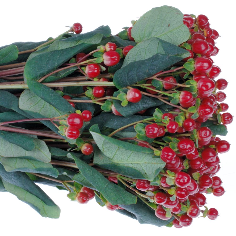 Hypericum rot Red Light Extra 60cm