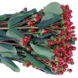 Hypericum rot Red Light Extra 60cm