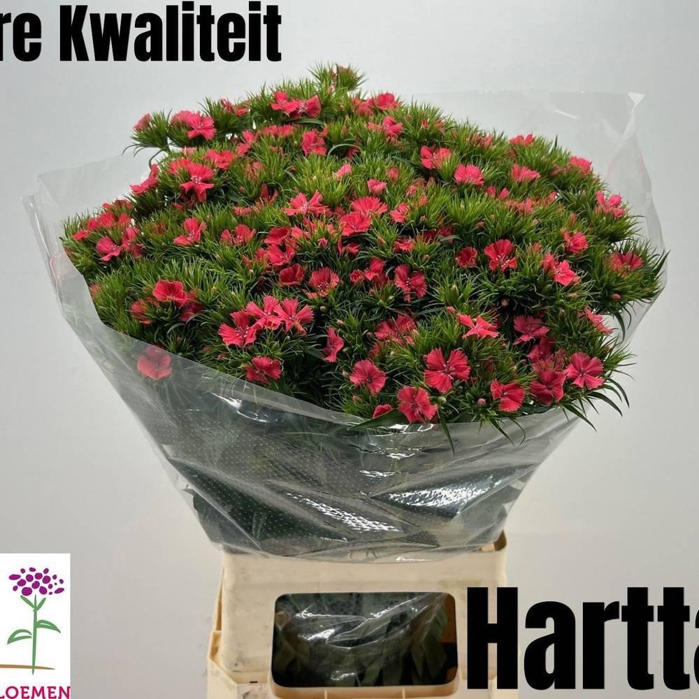 Bartnelke rot Sweet Will Coral 65cm