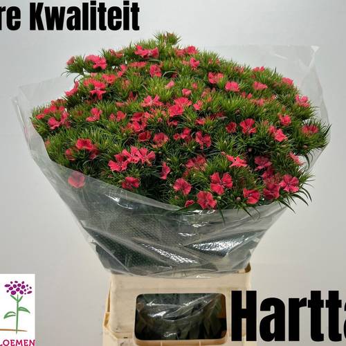 Bartnelke rot Sweet Will Coral 65cm