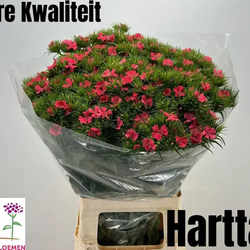Bartnelke rot Sweet Will Coral 65cm