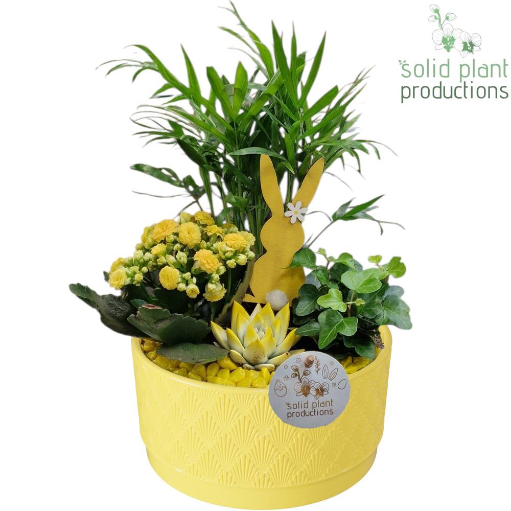 Chamaed.Arr CE003 Loes gelb Ostern T18 H035