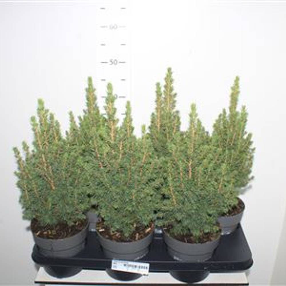 Picea Conica Schnapch.Von Uhr T15 H040